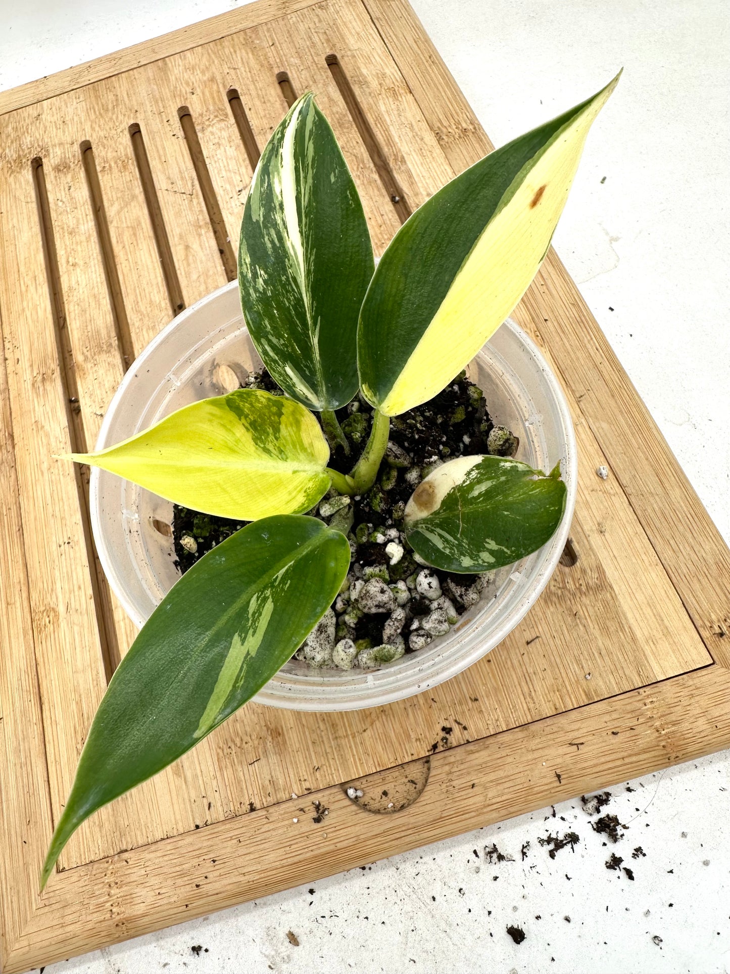 Philodendron Green Congo Albo Variegated (Original Form)