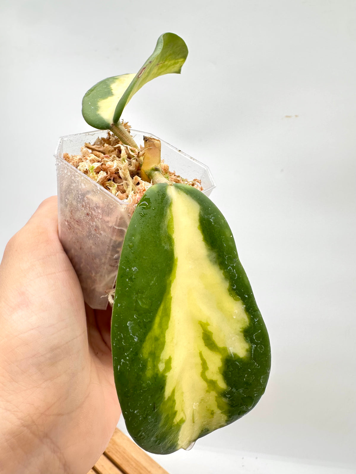 Hoya Diversifolia ‘Maharini’