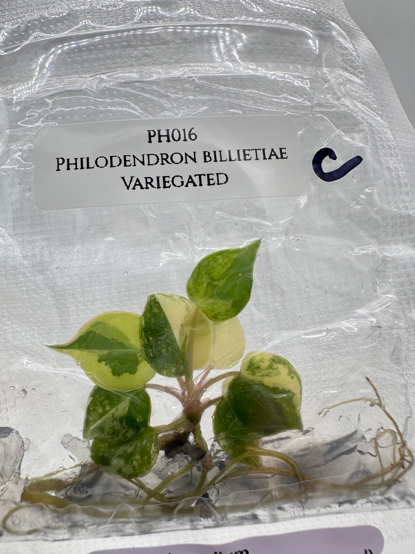 Tissue Culture - Philodendron Billietiae Variegated