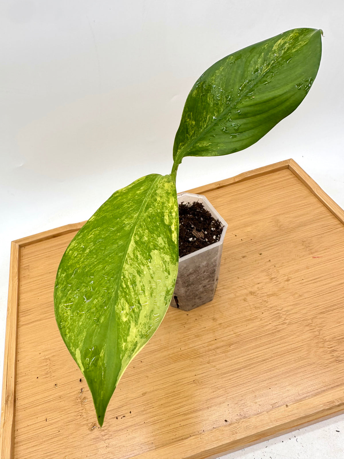 Dieffenbachia ‘Big Ben’ Variegated