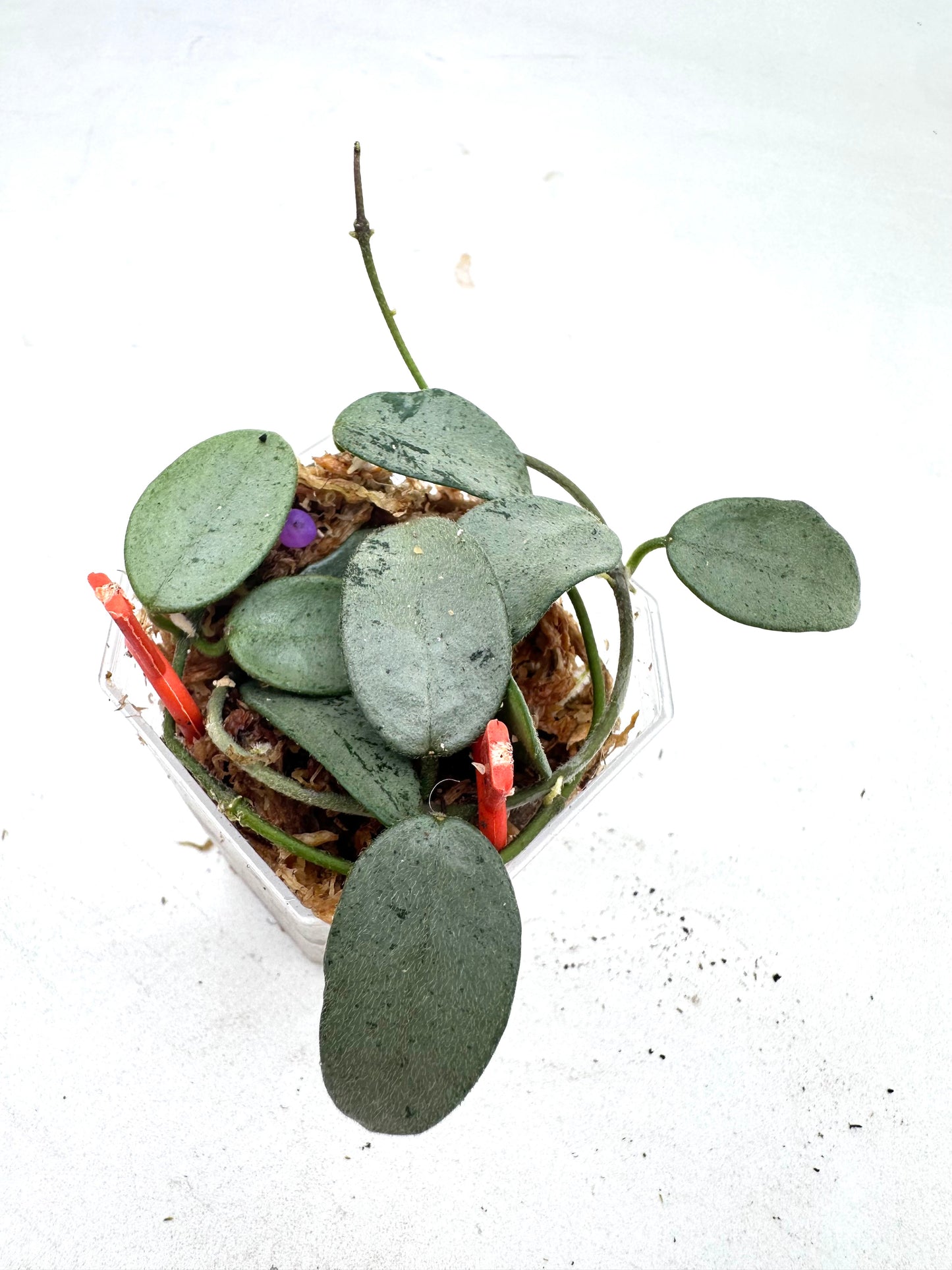 Hoya Lima Silver