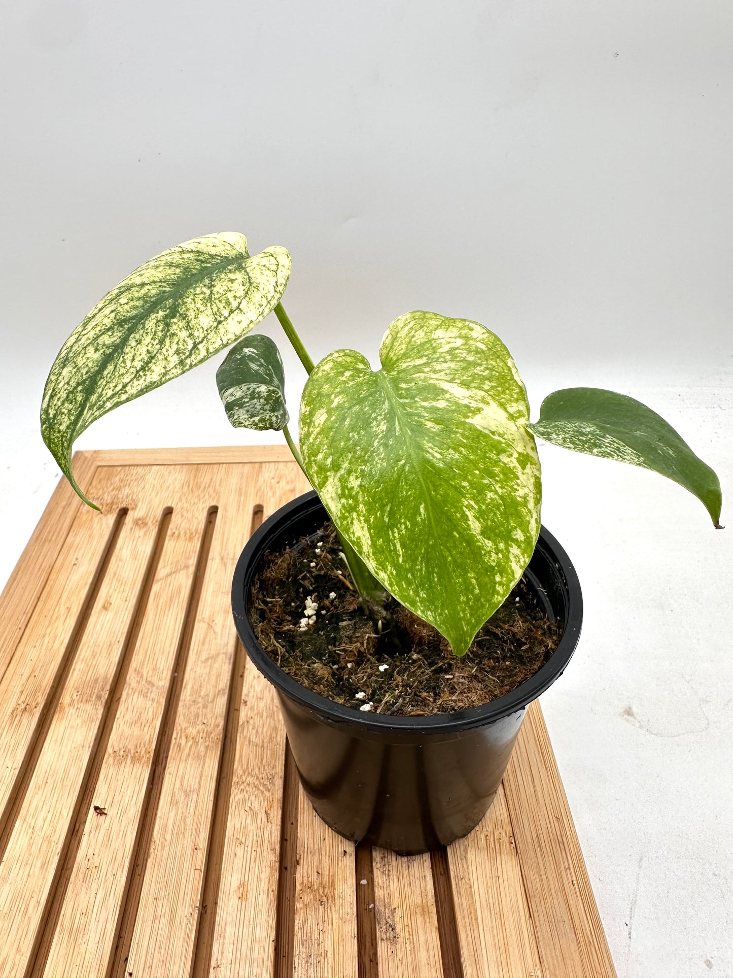 Monstera Mint (extra growths)