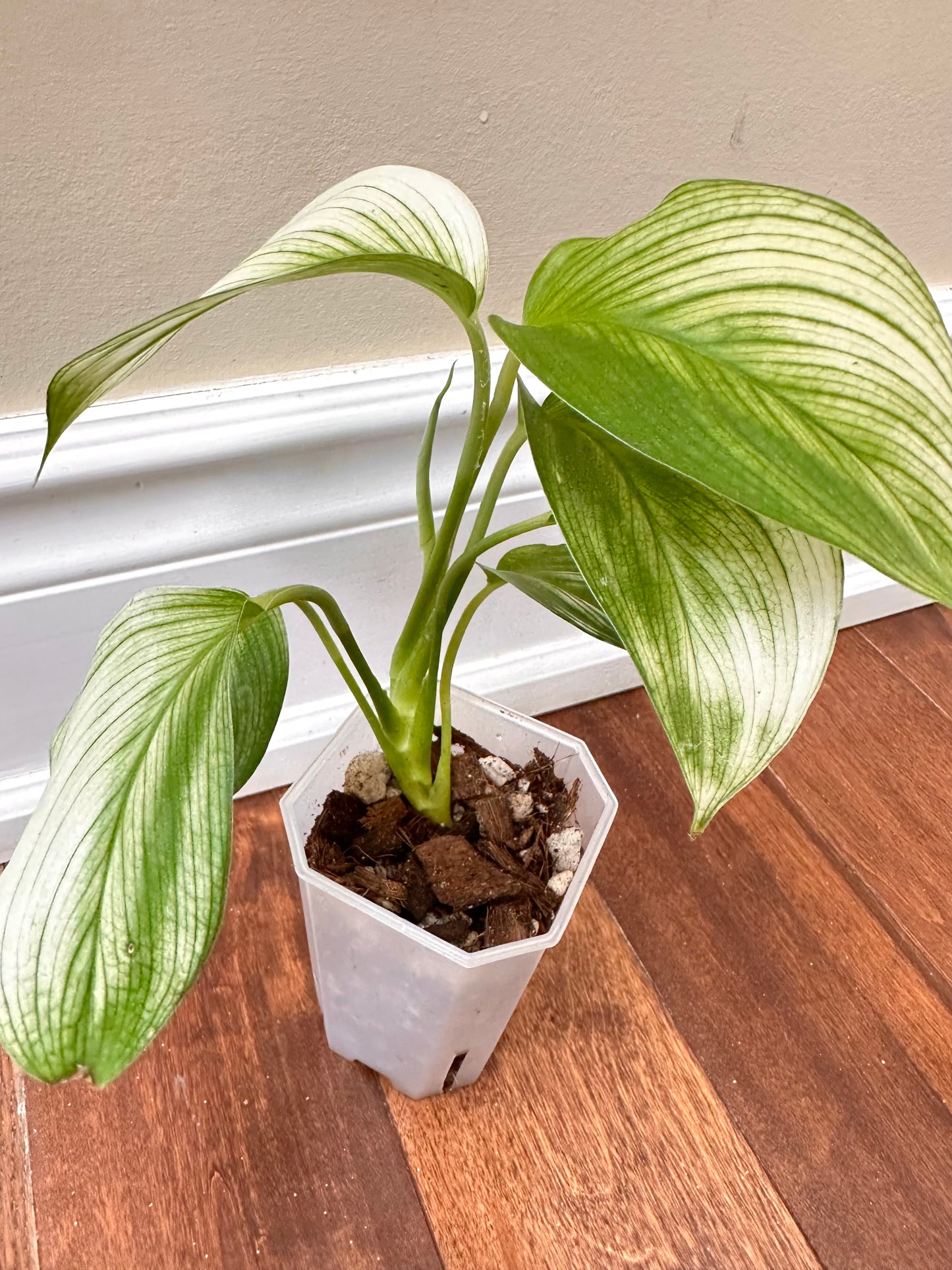 Scindapsus White Monster
