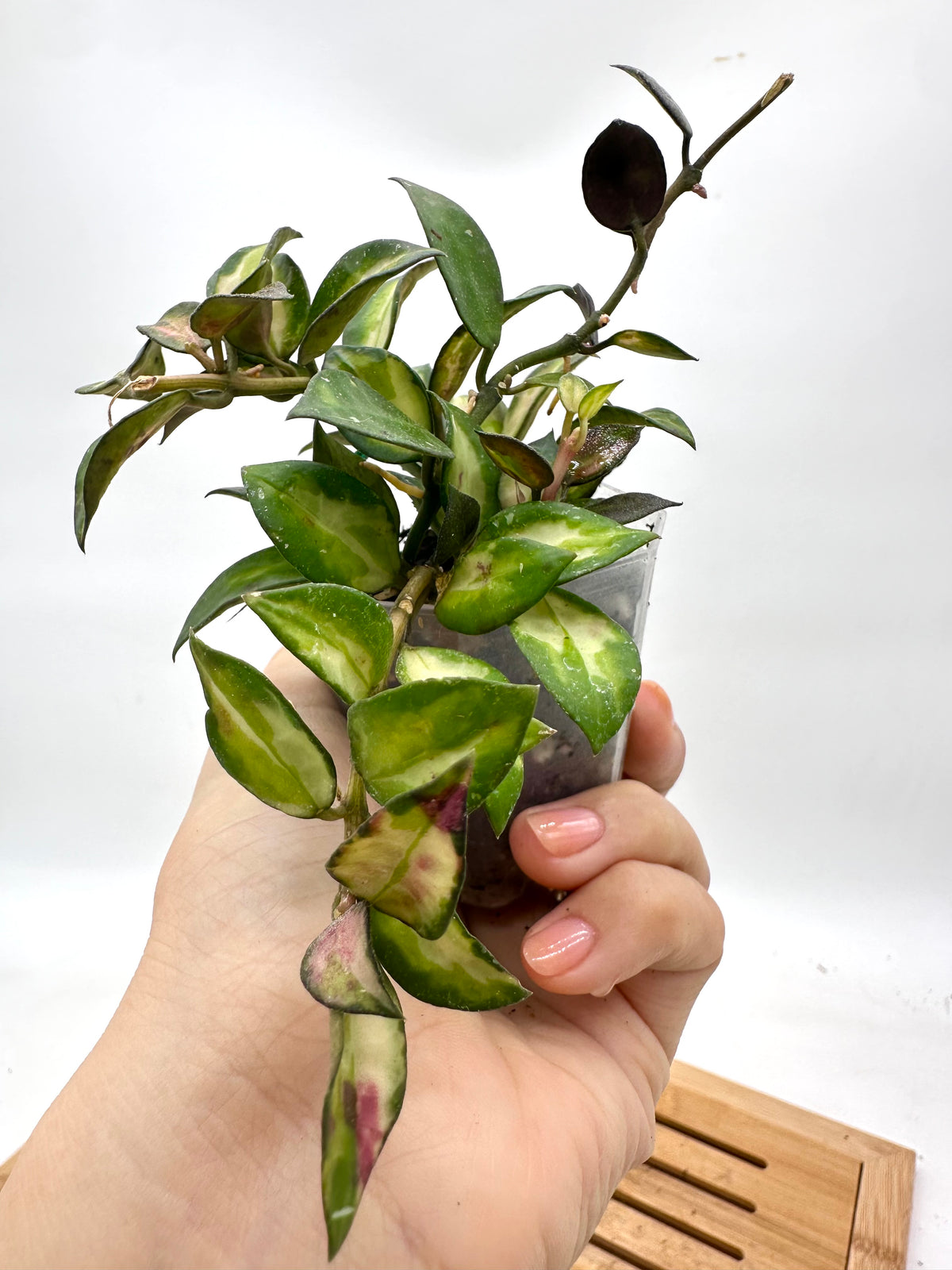 Hoya Lacunosa Red Bruno Variegated