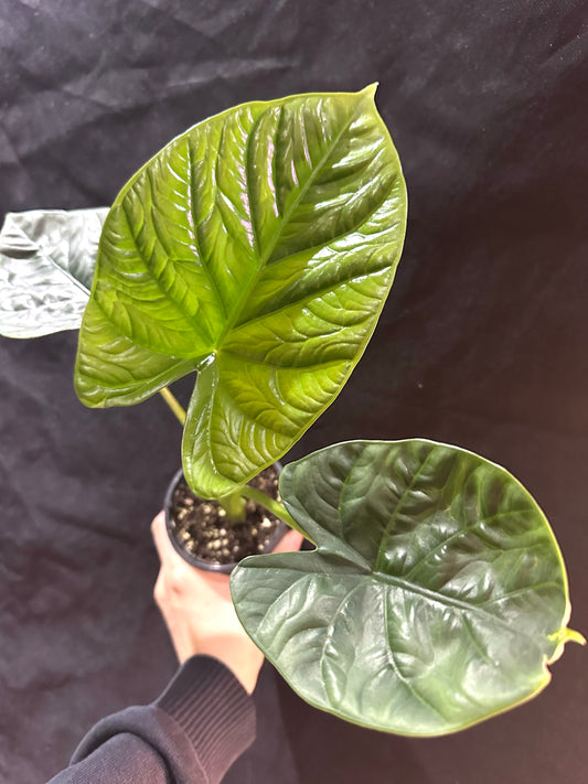 Alocasia Lukiwan CORM