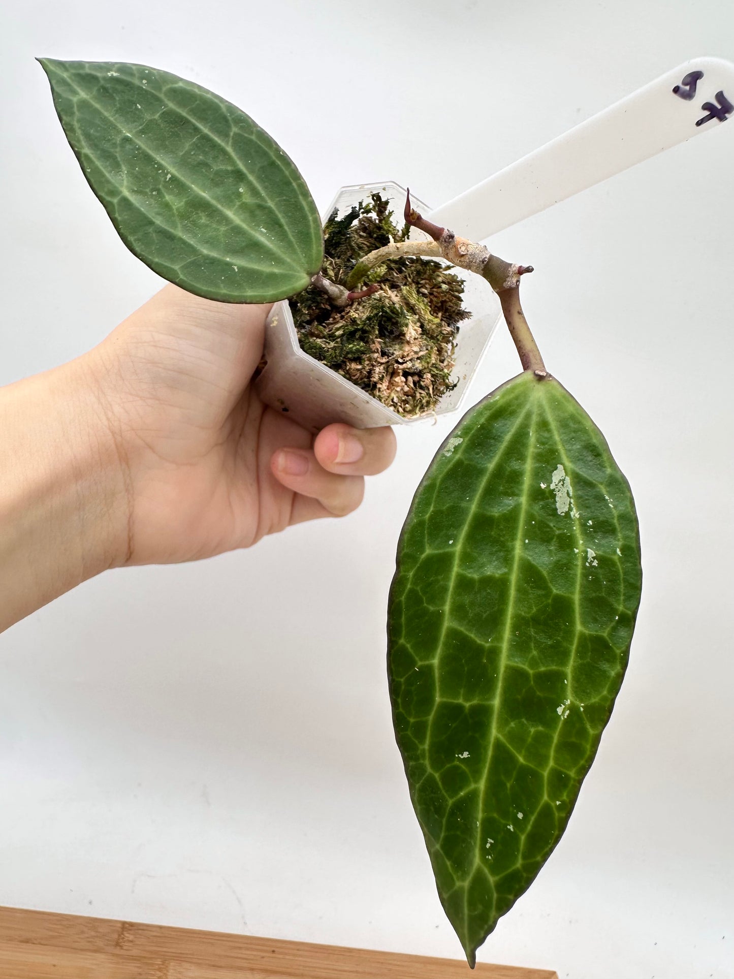 Hoya Latifolia Green Form