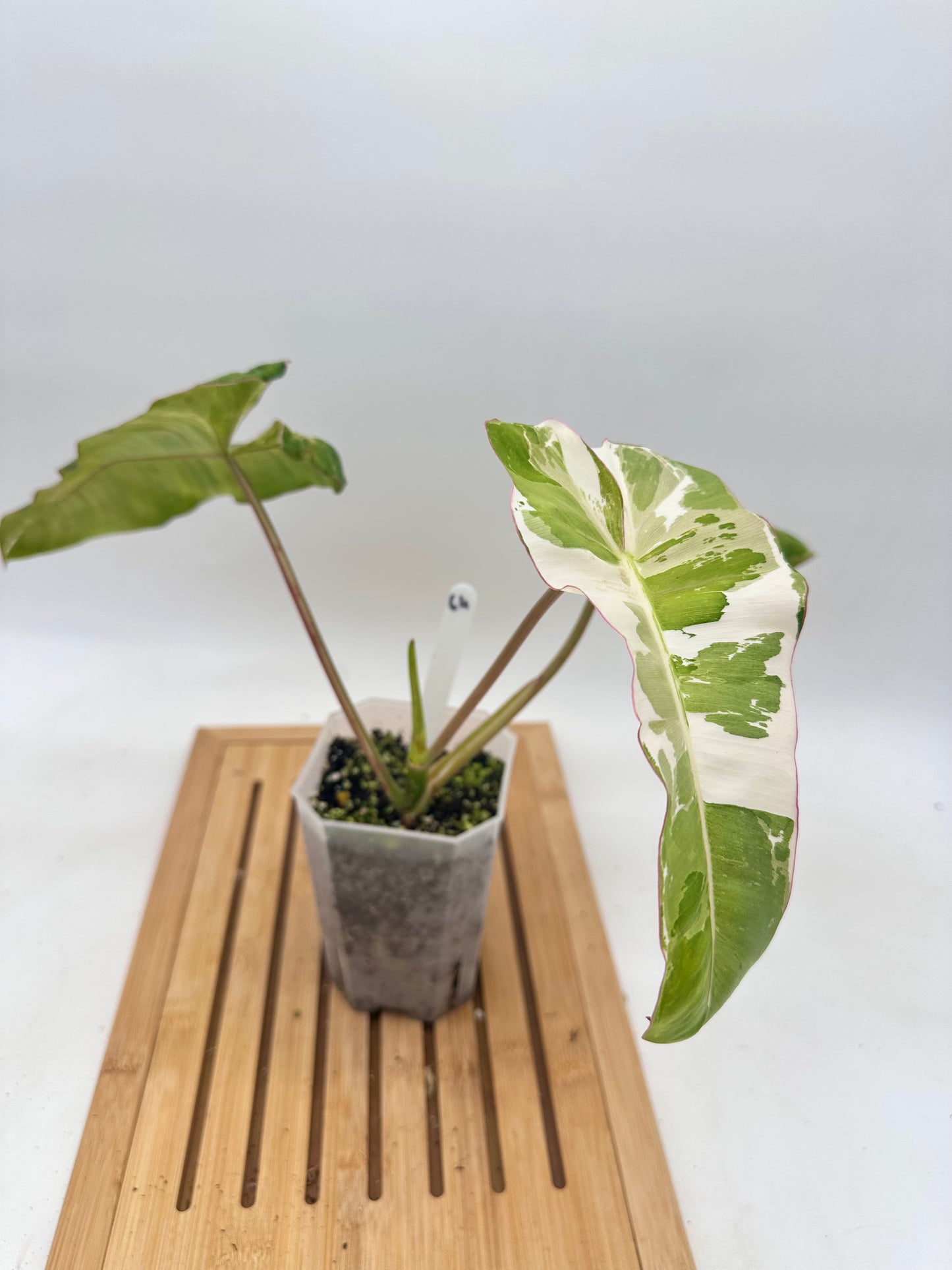 Philodendron Paraiso Verde Albo Variegated