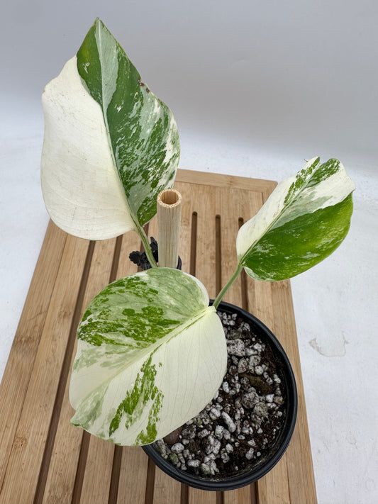 Monstera Albo