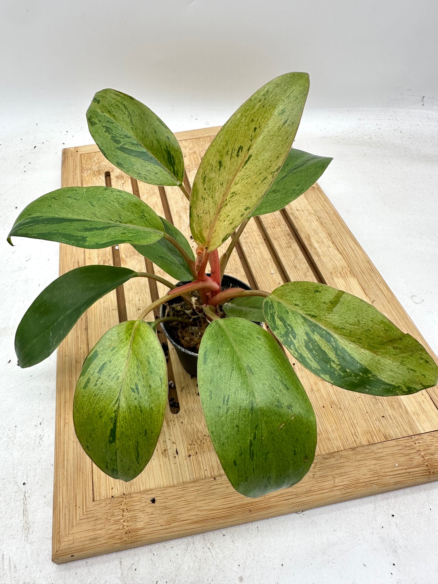 Philodendron Red Congo Mint Variegated