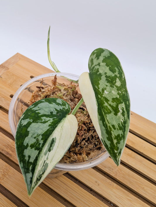 Scindapsus Mayari Variegated