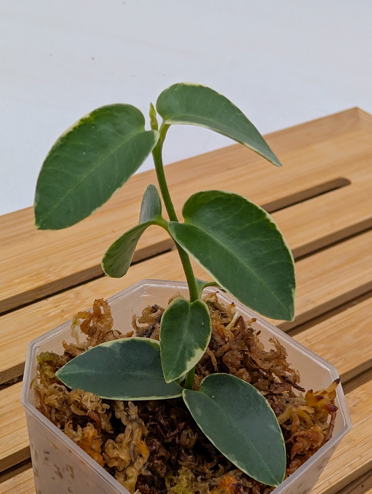 Hoya Cumingiana Variegated