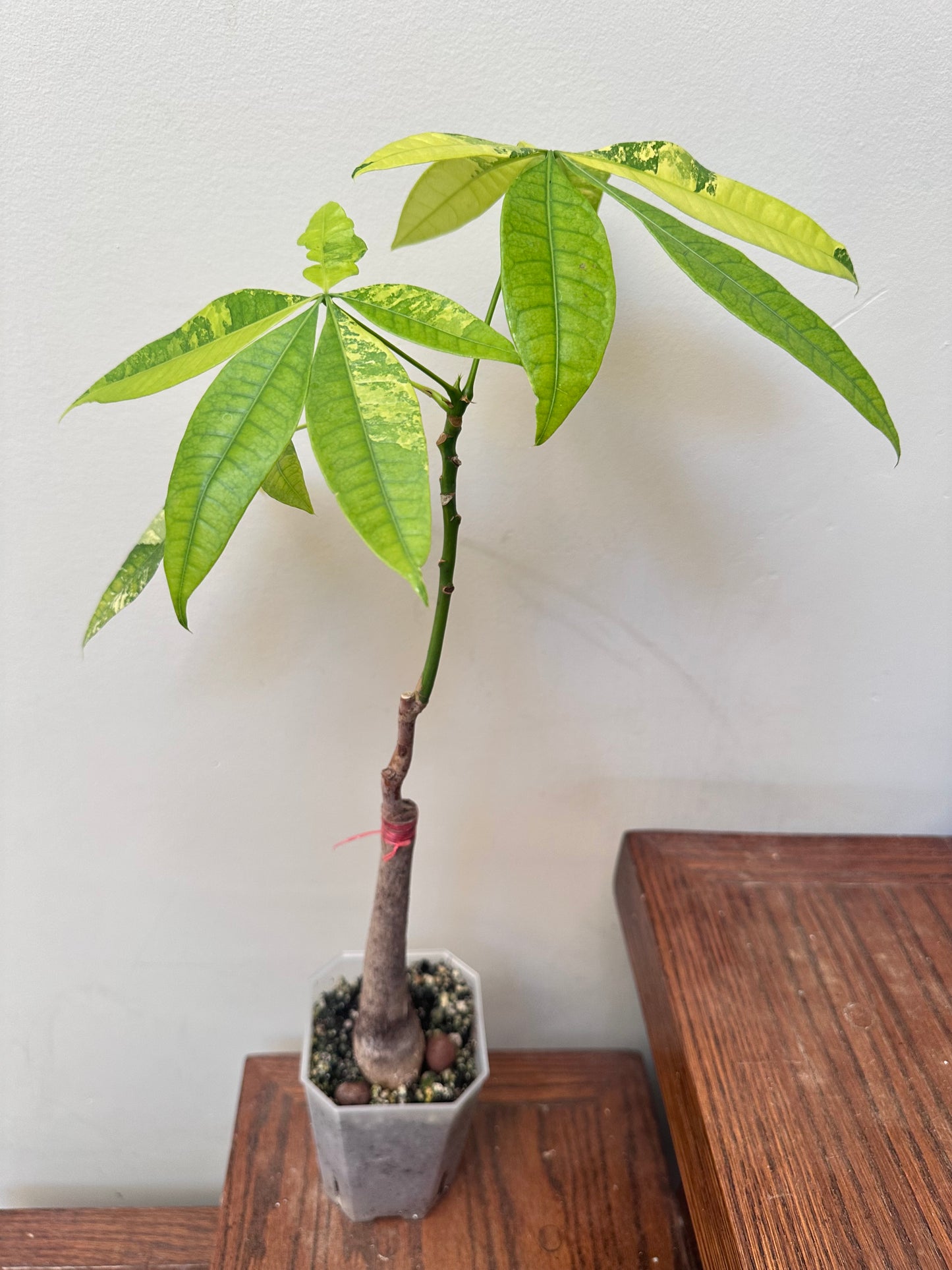 Money Tree Aurea Variegated