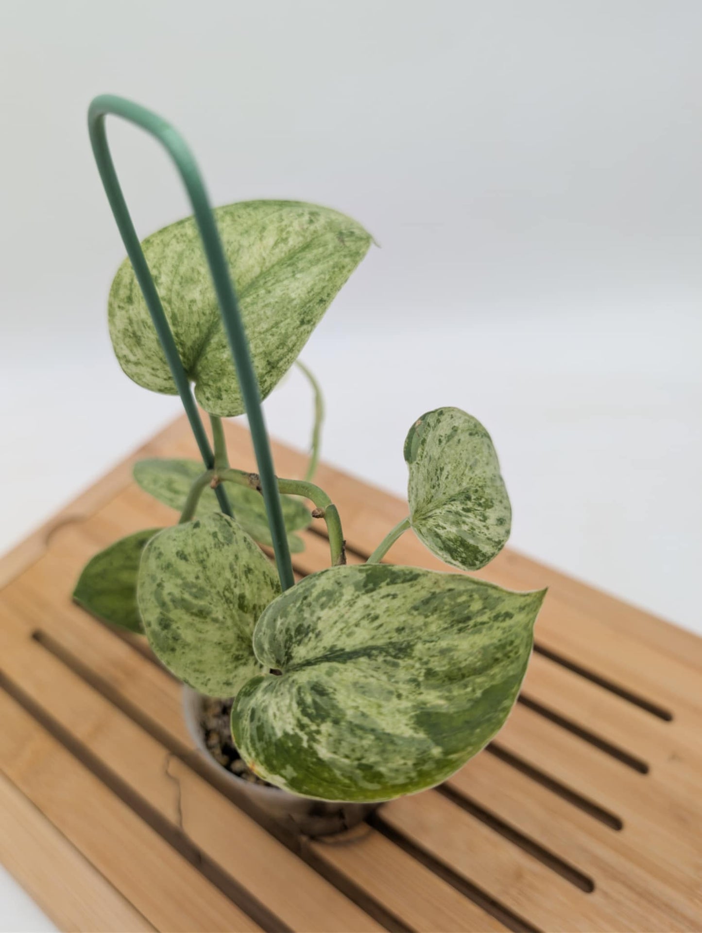 Scindasus Jade Satin Marble