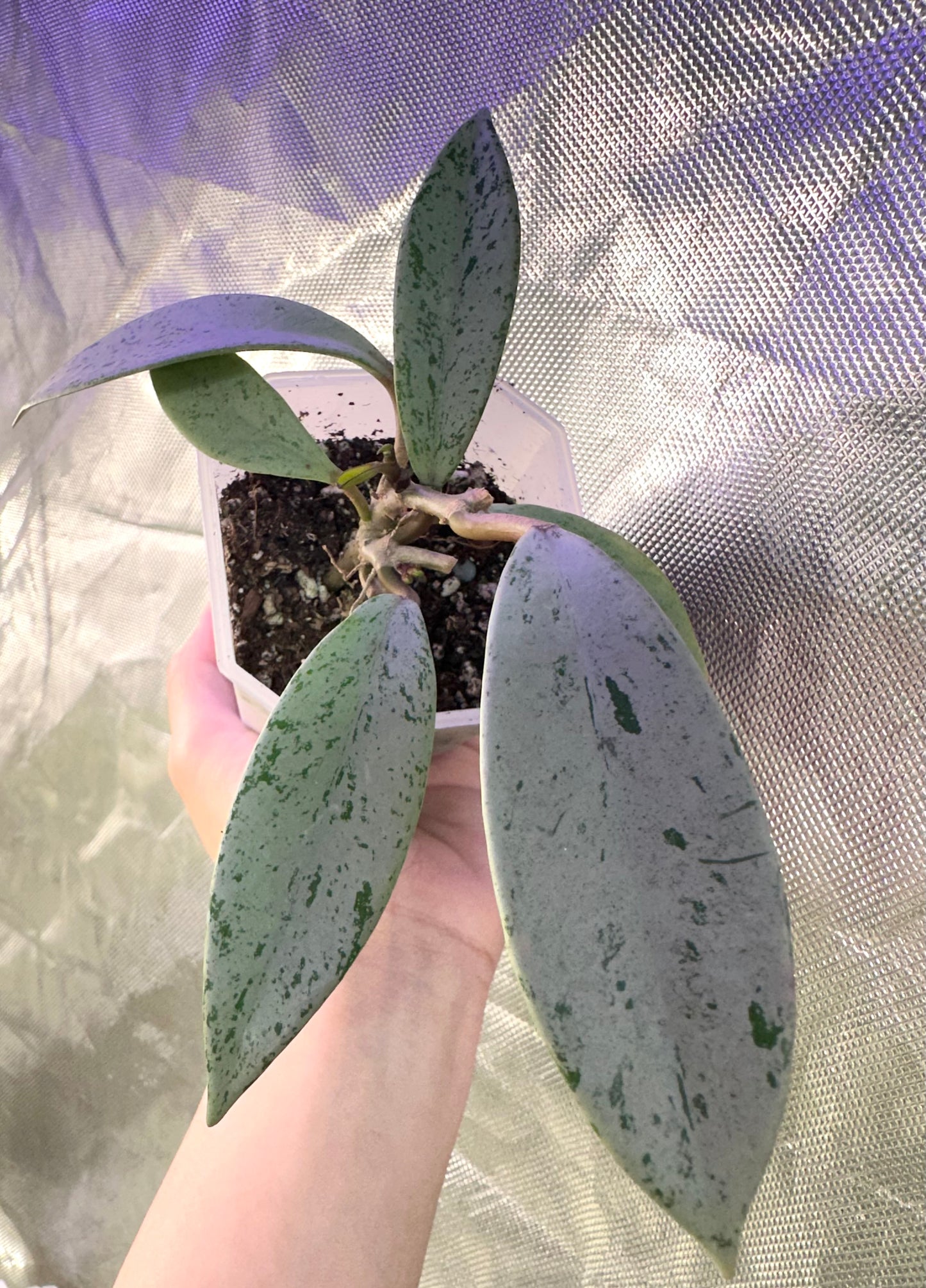 Hoya Publicalyx Silver Ghost
