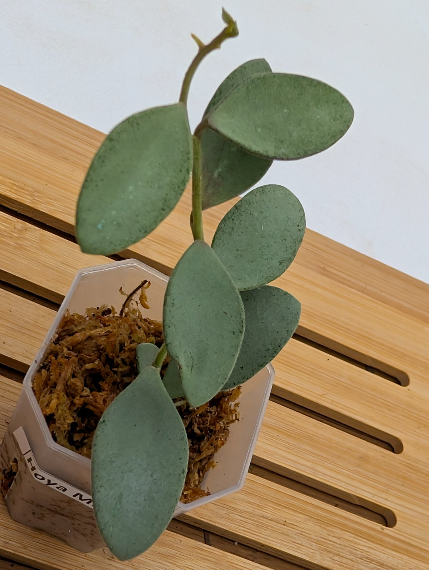 Hoya Nummularioides Silver