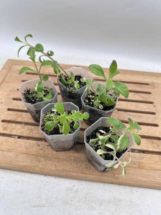 Mother of Millions Pink Variegated - Pink Baby/flower - Clearance Sale 💚