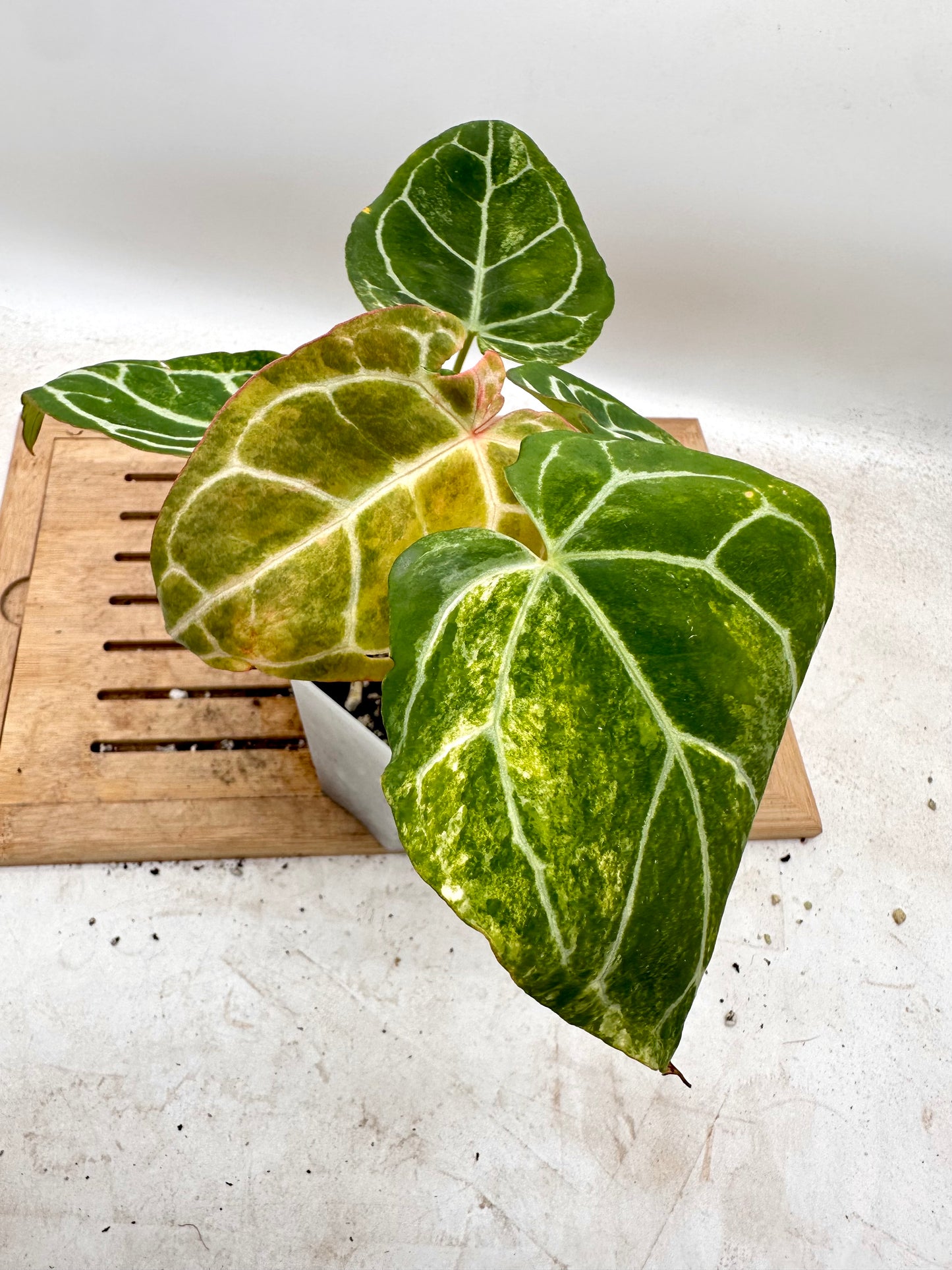 Anthurium Crystallinum Variegated - Multiple Growths