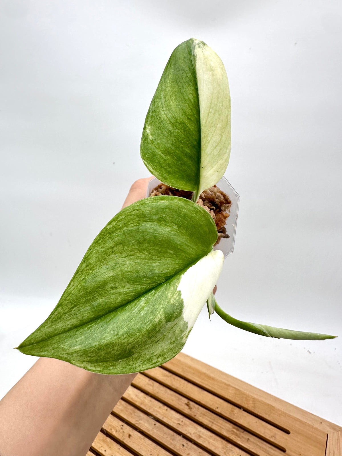 Scindapsus Treubii Moonlight Variegated