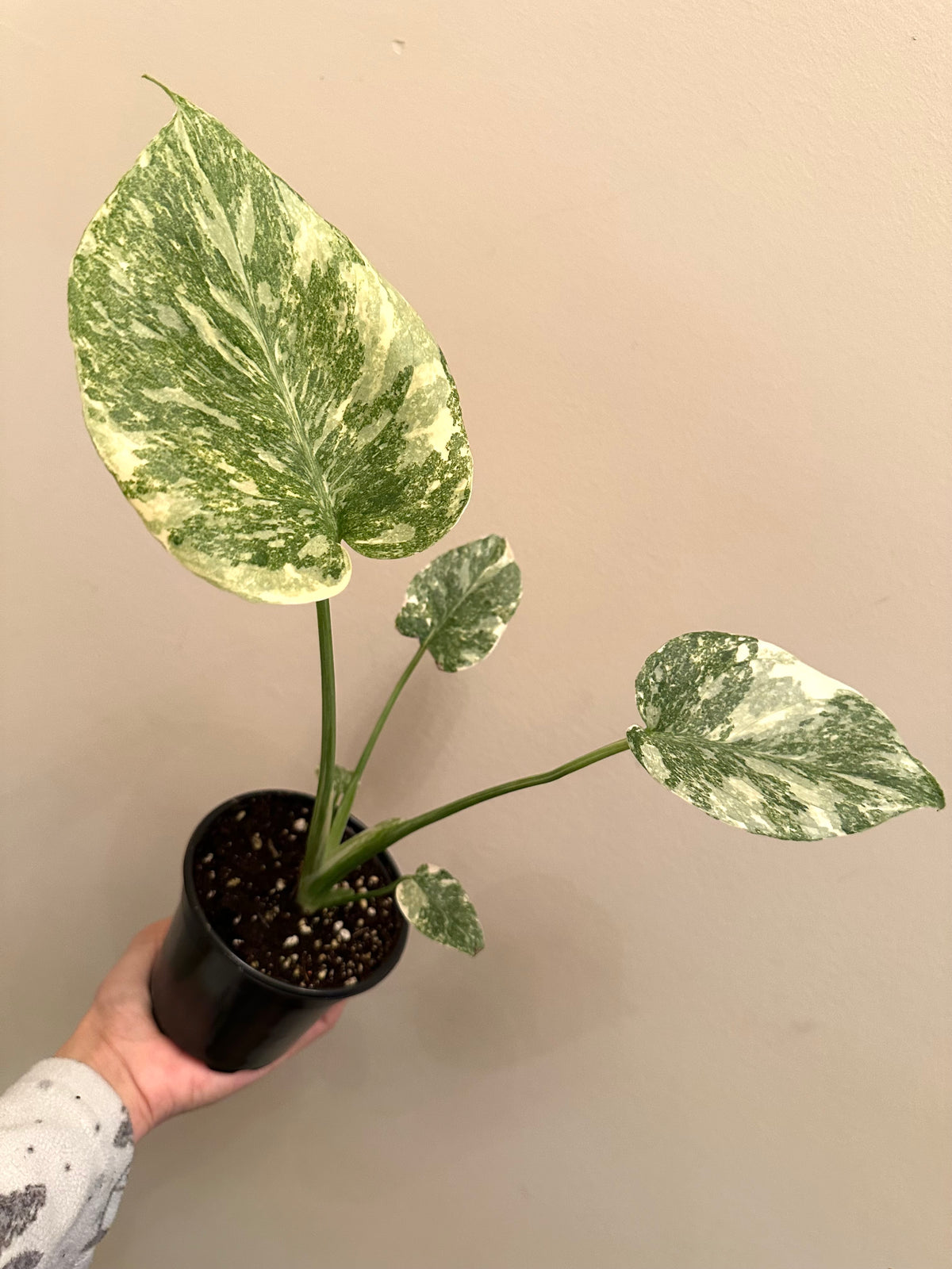Monstera Legacy A