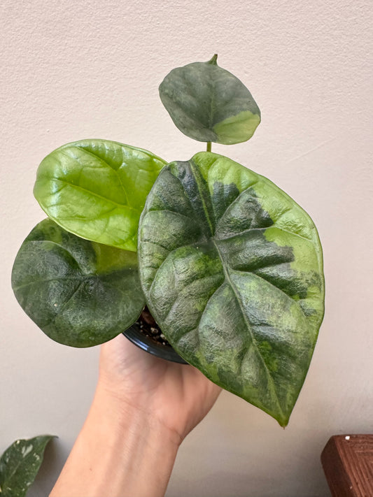 Alocasia Sinuata Variegated