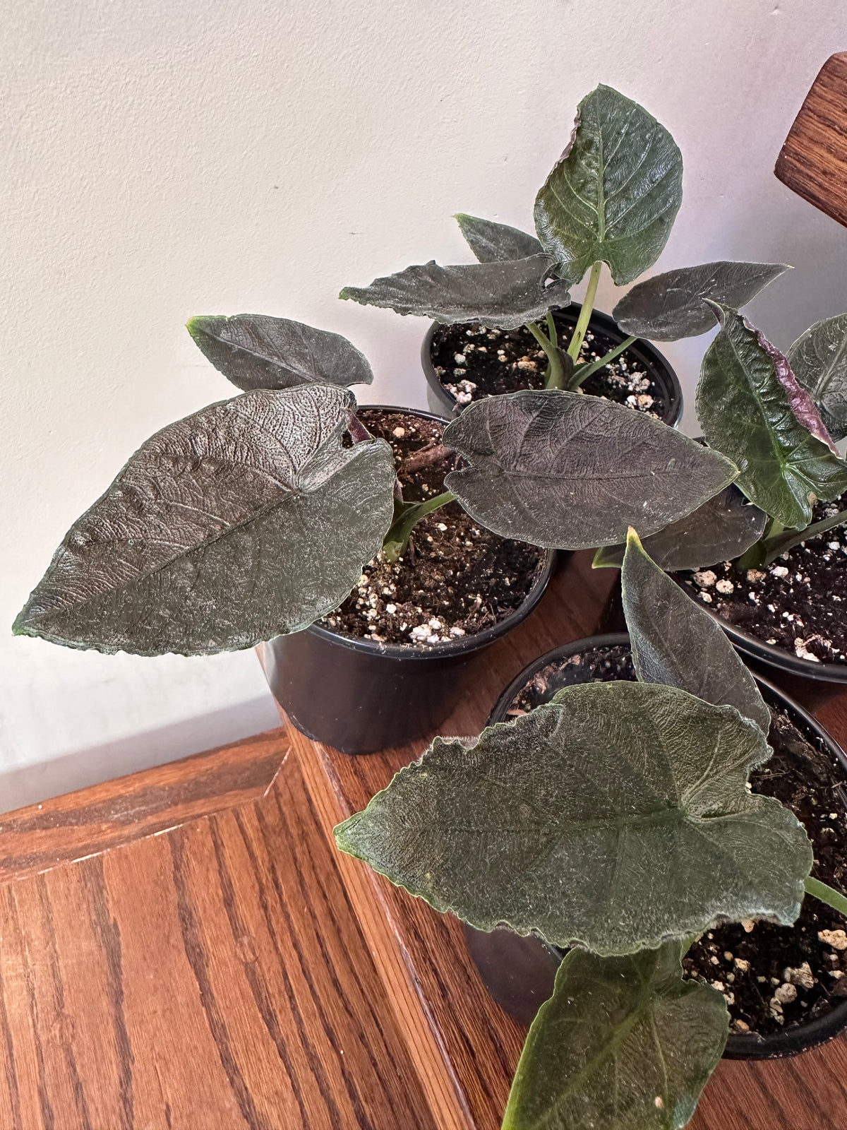 Alocasia Antoro Velvet