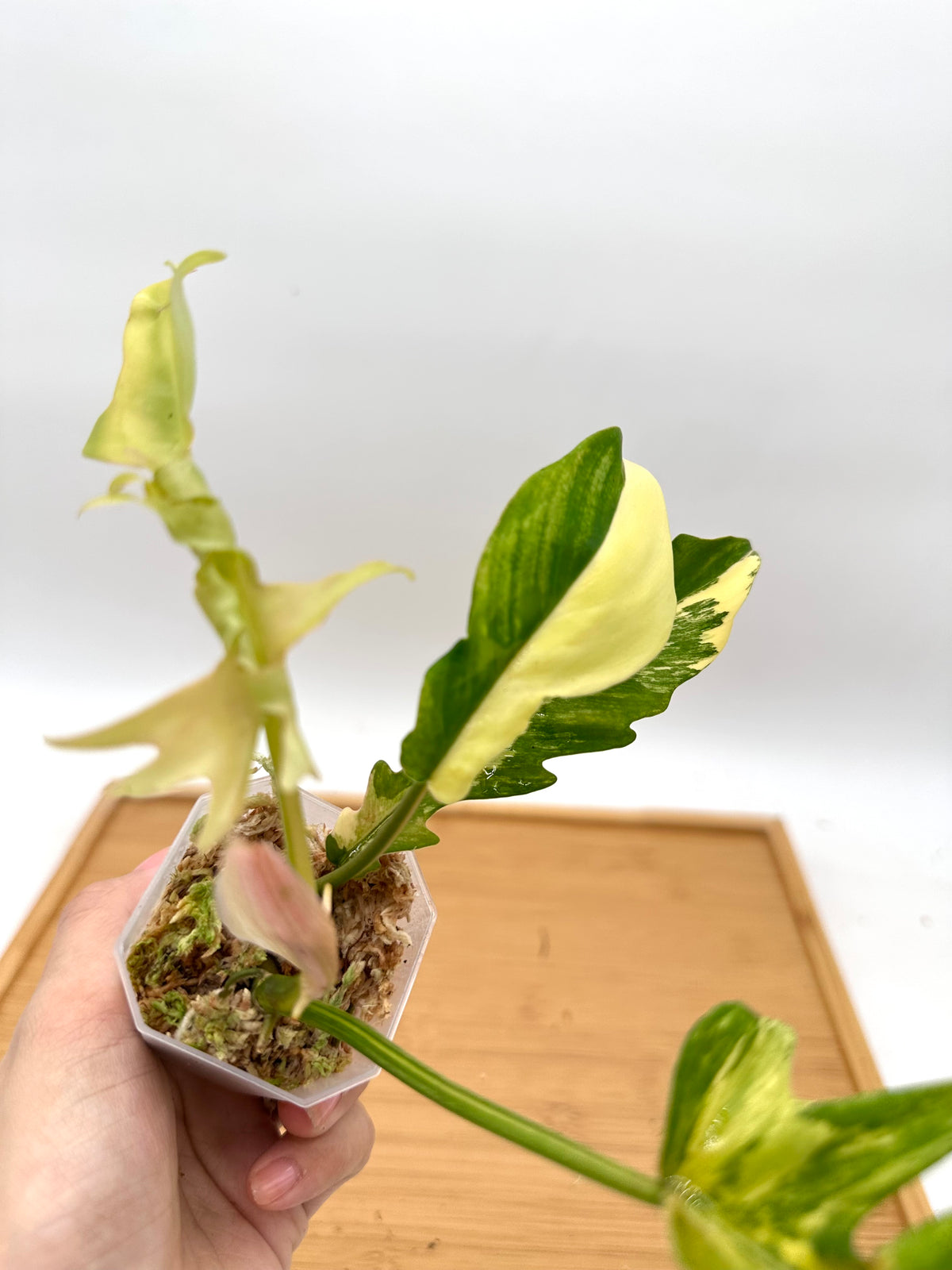 Philodendron FB x Tortum Variegated