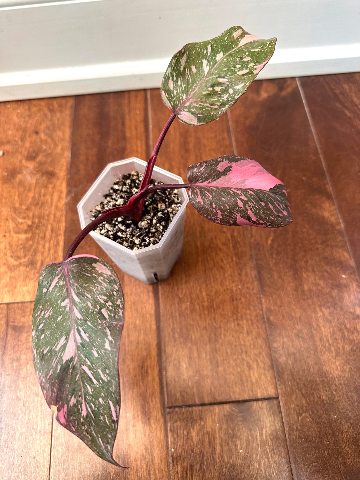 Philodendron Pink Princess Marble Galaxy From Thailand - August Sale