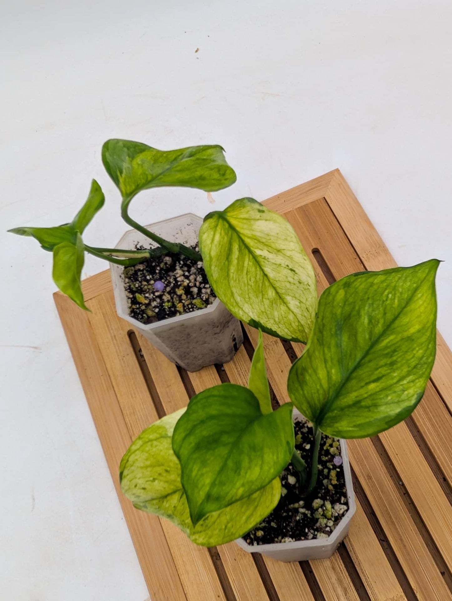 Pothos ‘Olivia’ - Mint Mutated Manjula