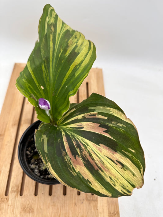 Variegated Kaempferia