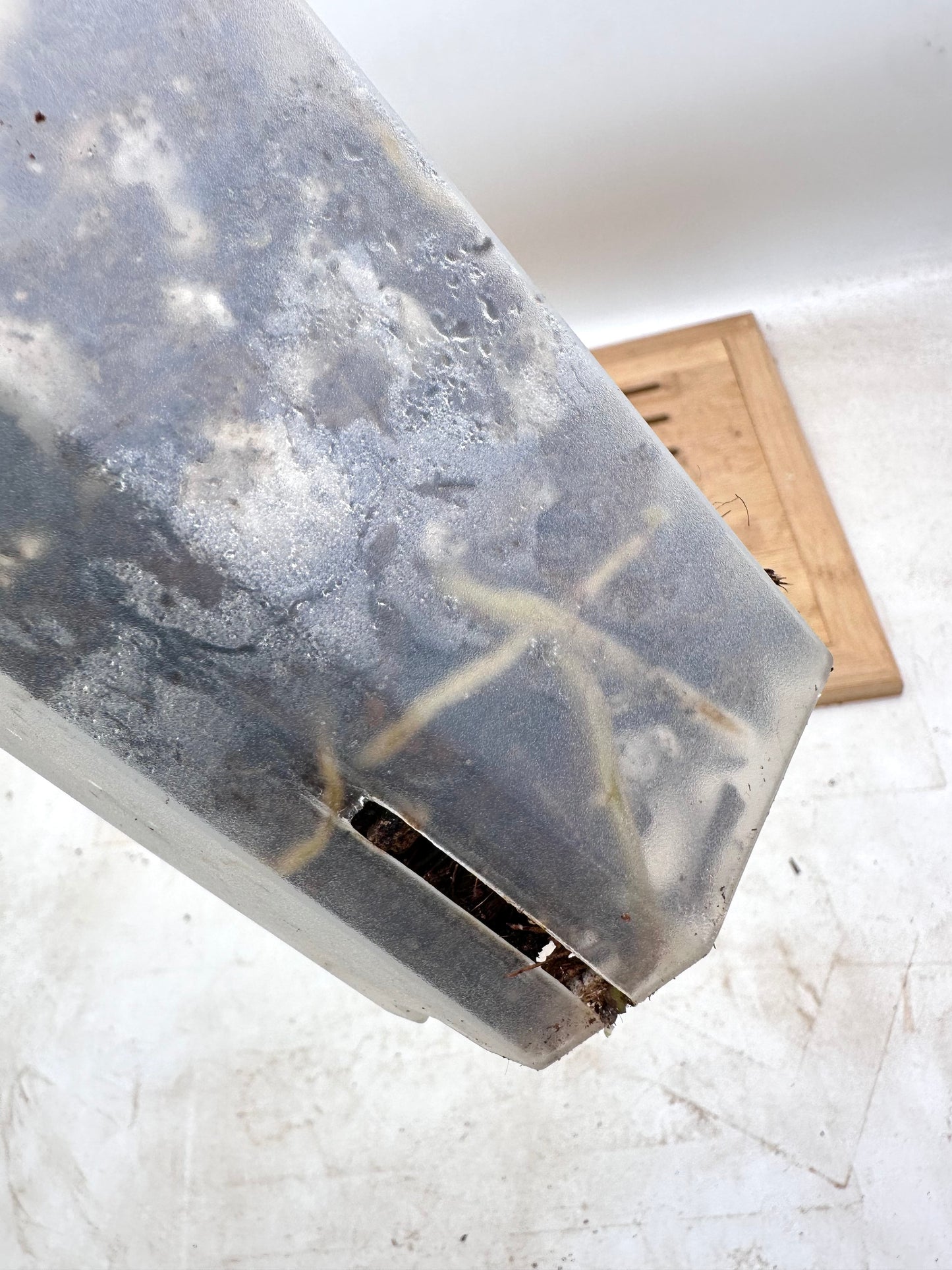 Monstera Legacy - Thanksgiving Sale 💚