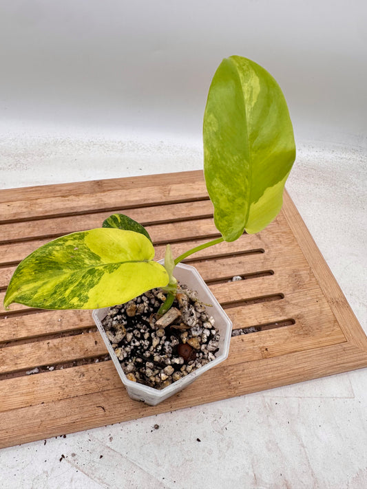 Philodendron Domesticum Variegated - Thanksgiving Sale 💚