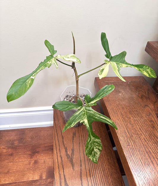 Philodendron Florida Beauty Variegated