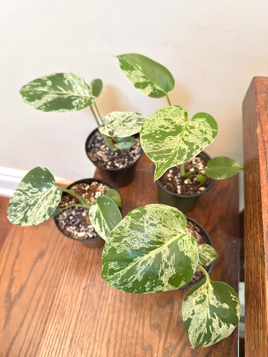 Monstera Bulbasuar in 3.5” pot