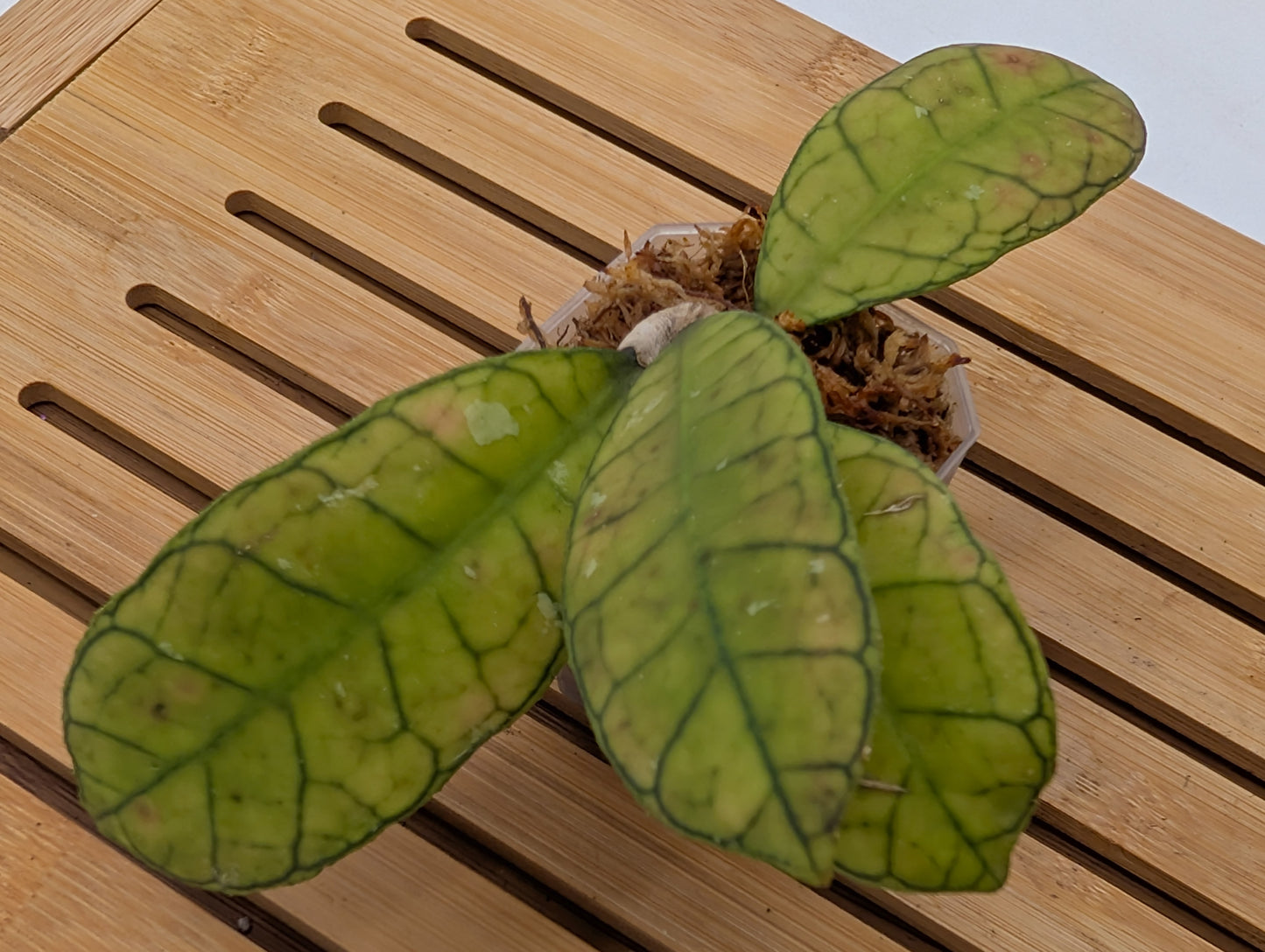 Hoya Finlaysonii