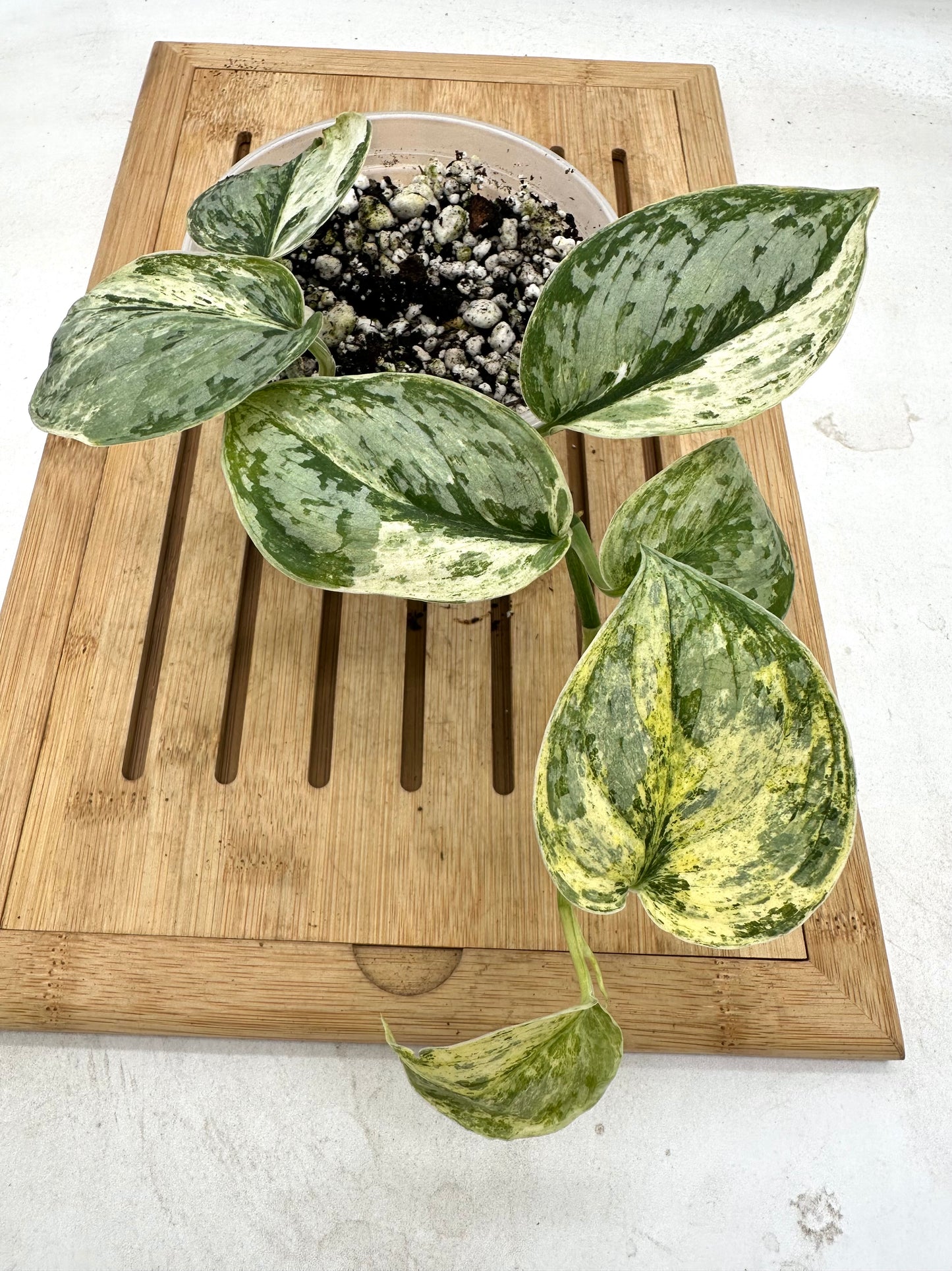 Scindapsus Peasun Variegated (Good Size)