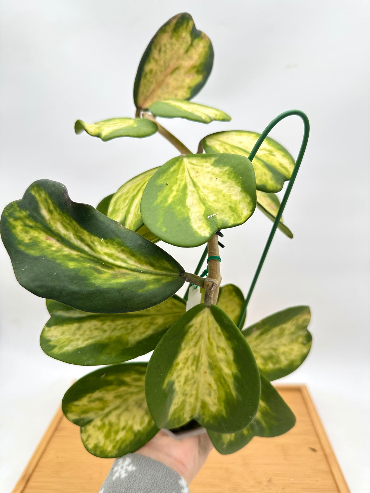 Hoya Kerri Inner Variegated - Multiple Growths