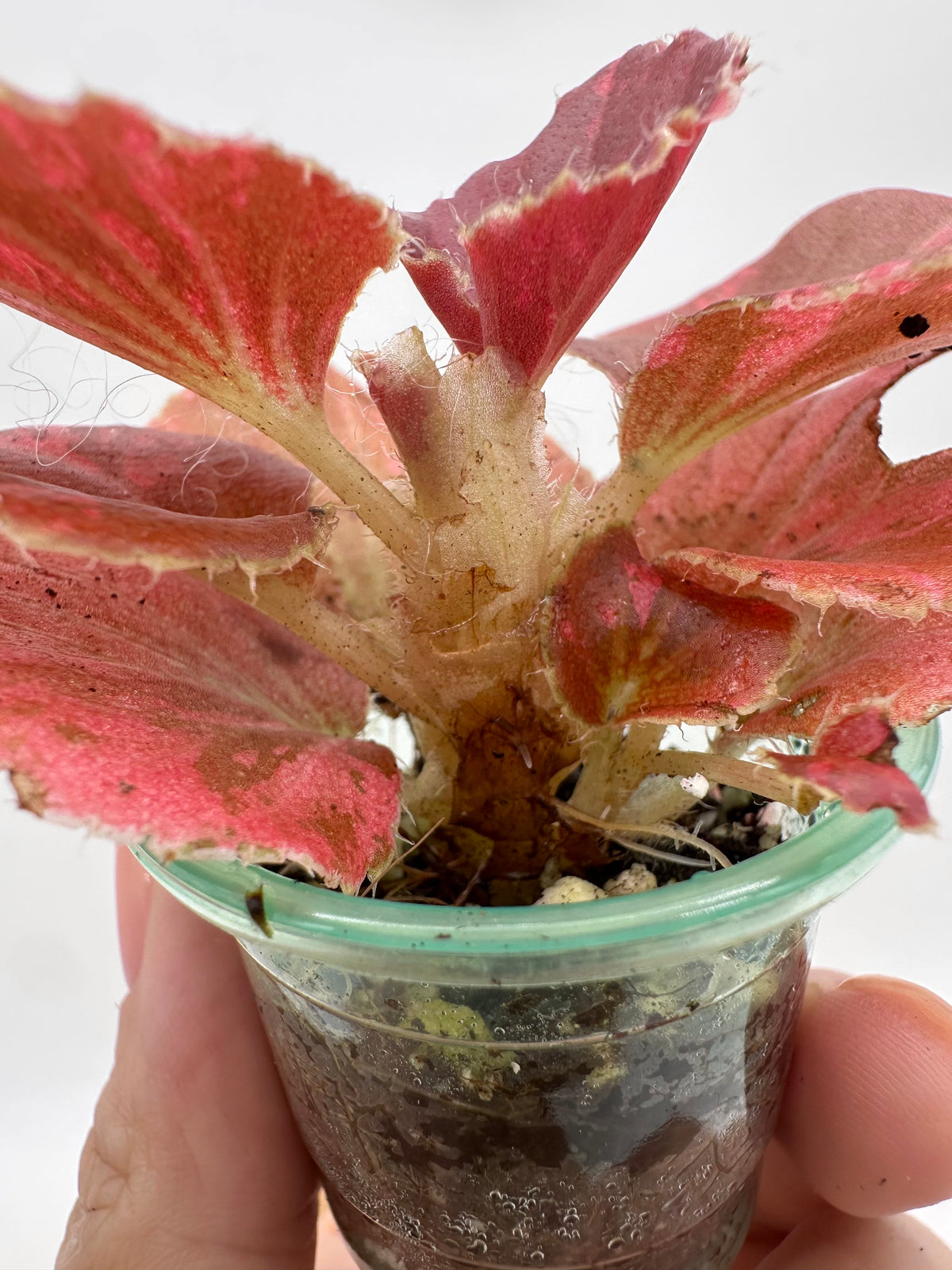 Begonia Semperflorens Red Variegated A - Multiple Growths