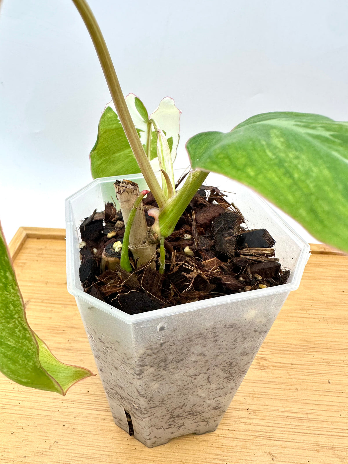 Philodendron Paraiso Verde Albo Variegated - 2 Growths