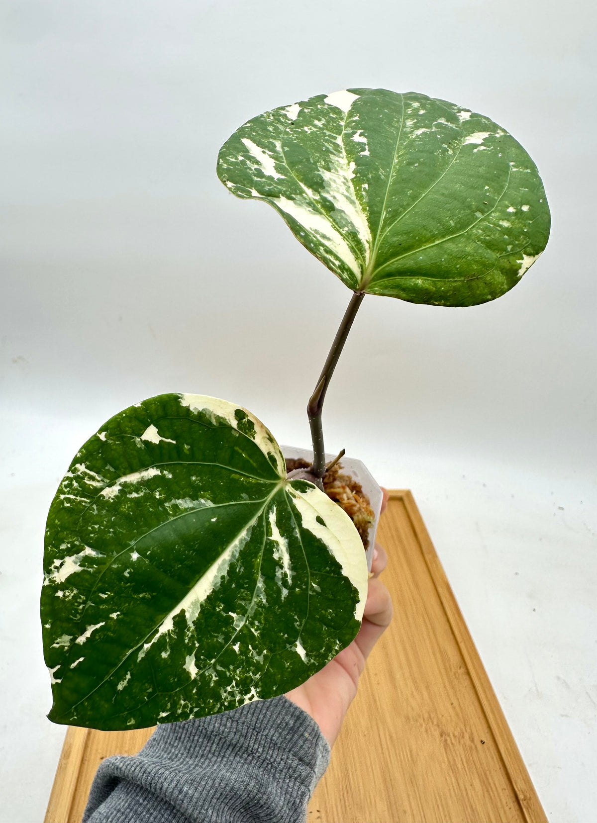 Piper Nigrum Albo Variegated