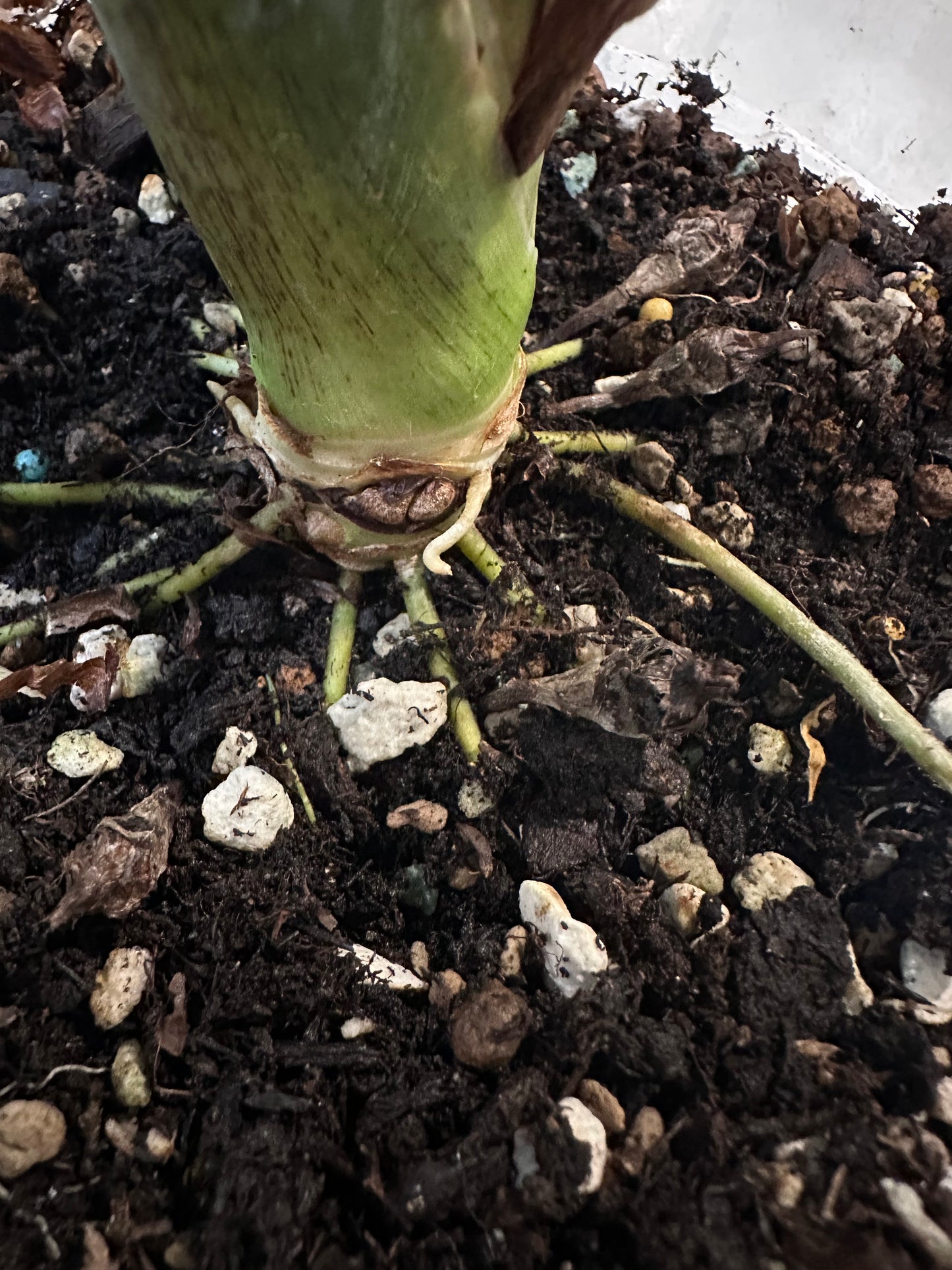 Alocasia Simpo Albo Variegation - CORM