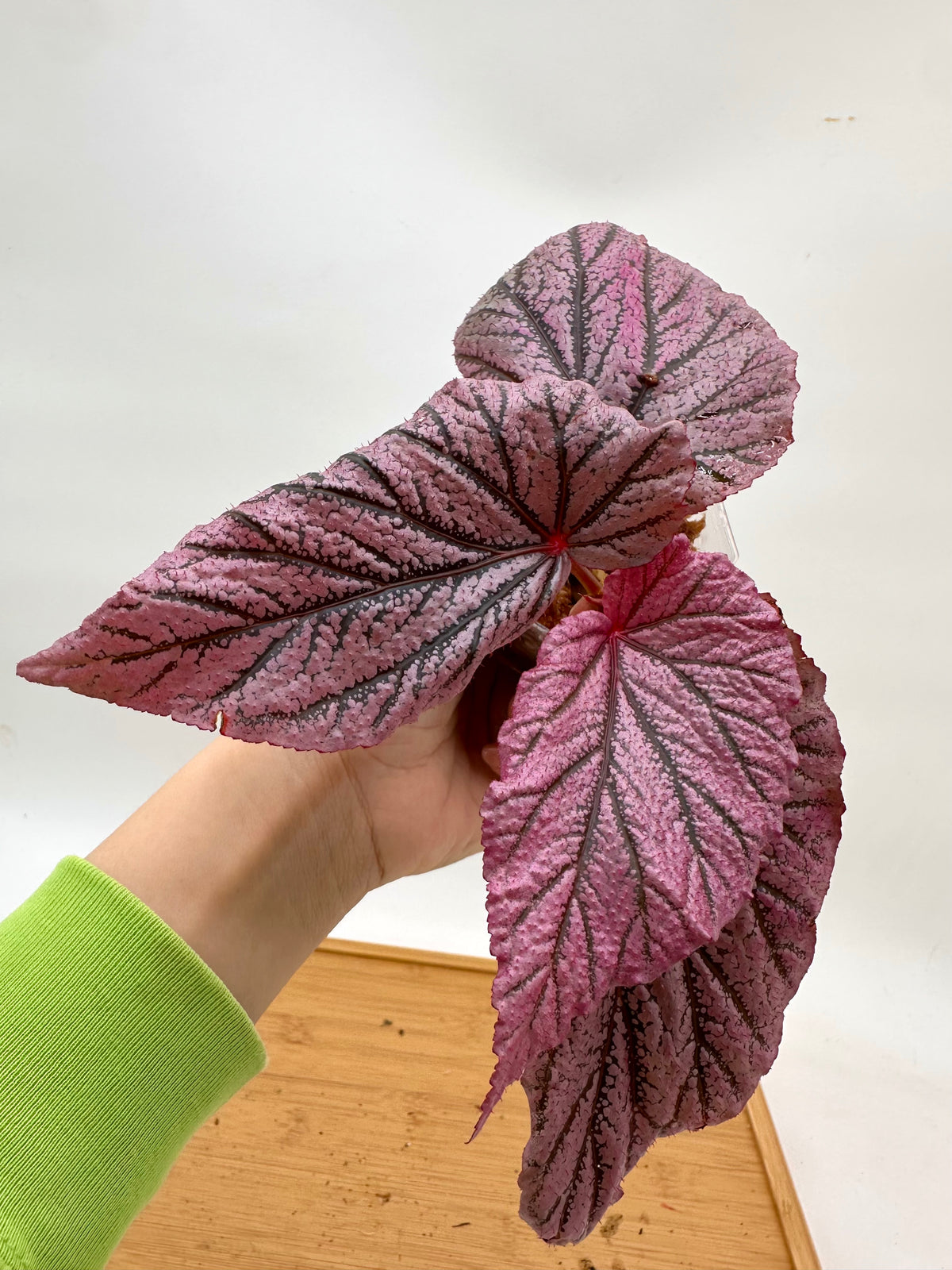 Begonia Red Berry - From Thailand