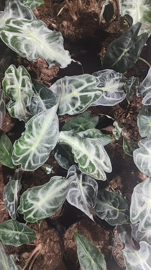 Alocasia Venom