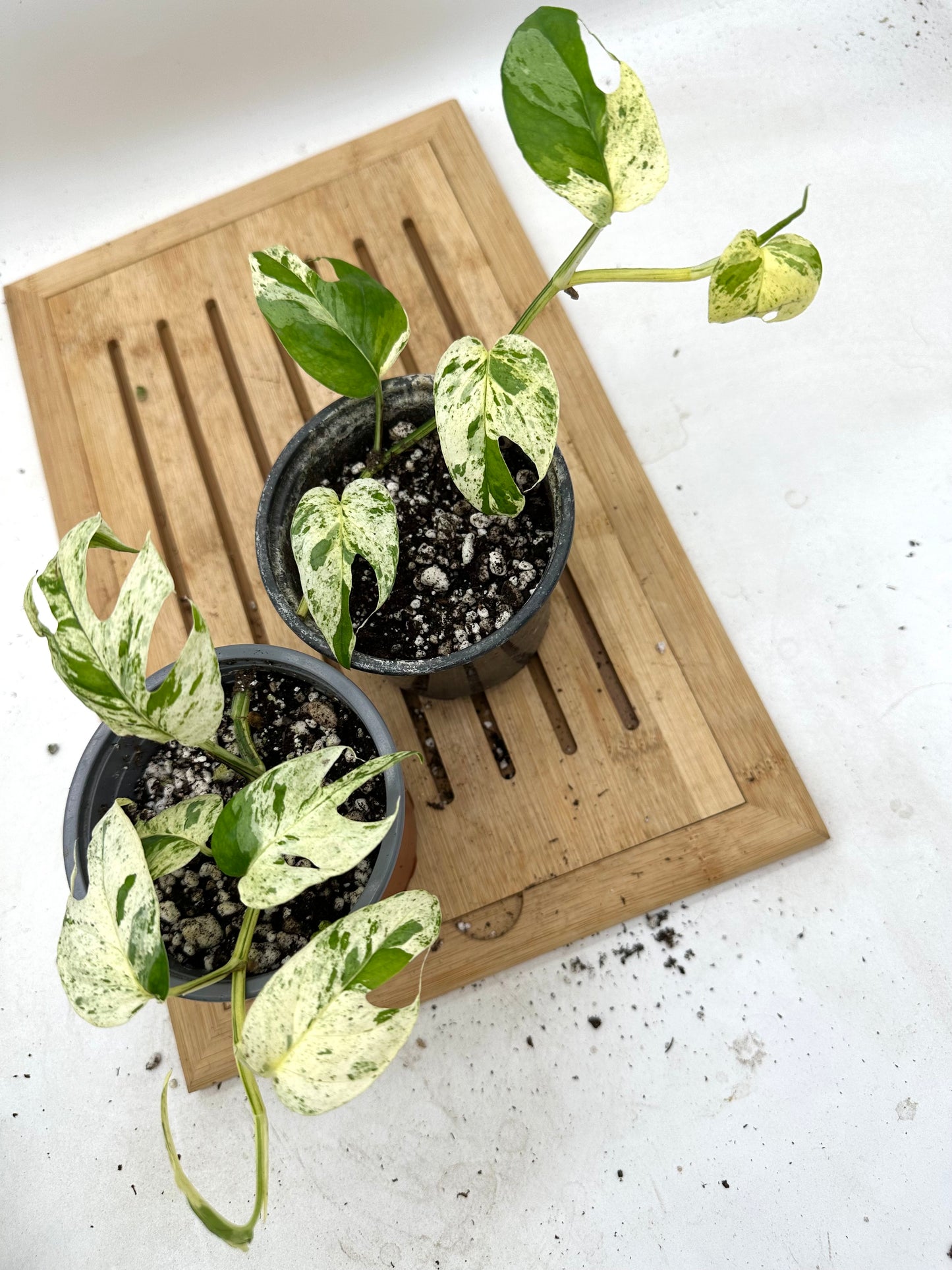 Epipremnum Pinatum Marble Variegated