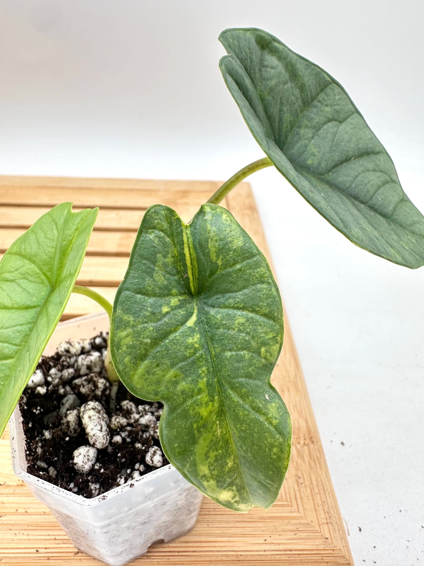 🦄 Alocasia Platinum Variegated