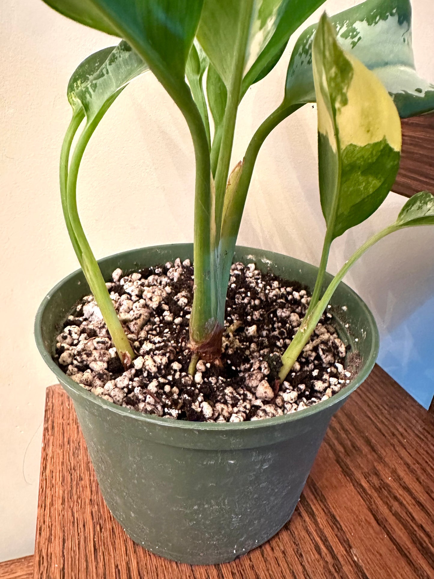 Aglaonema Suvarna Bhumi Variegated (3 growths/plants)