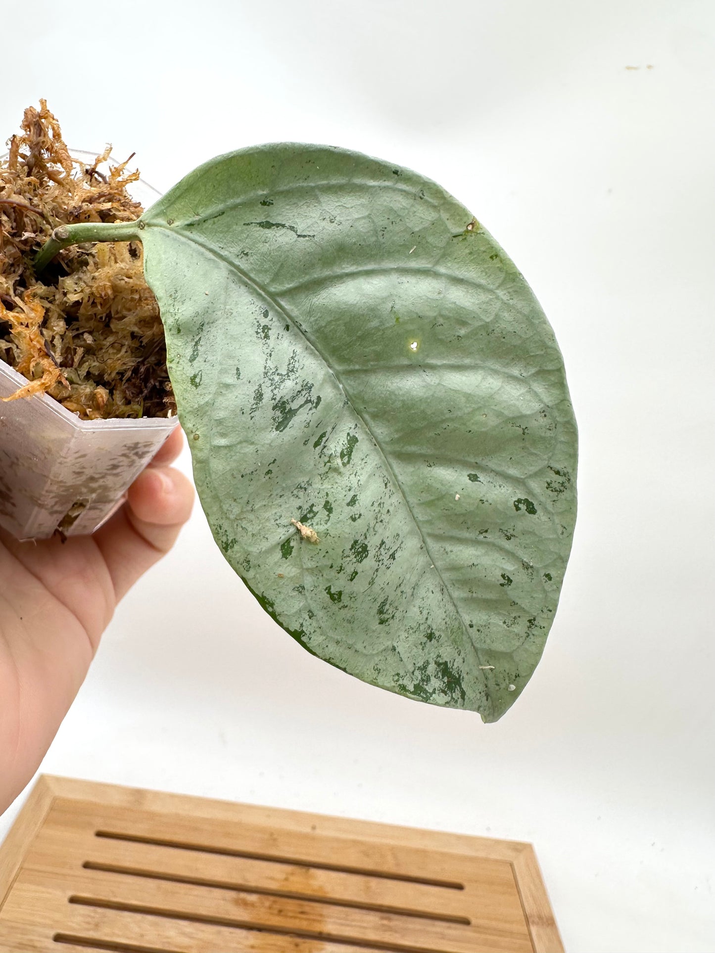 Hoya Coriacea Silver