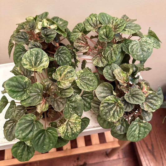 Thanksgiving Sales - Variegated Peperomia Pink Lady