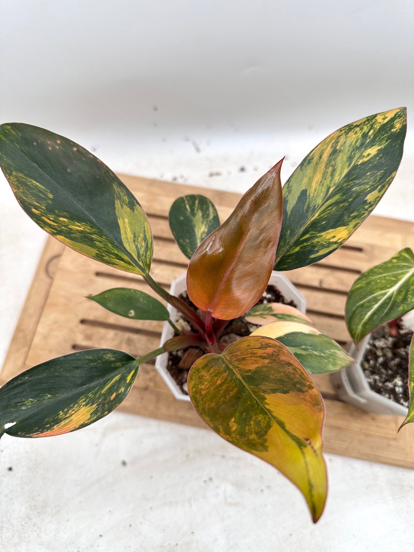 Combo Sale - Philodendron Red Congo Variegated & Gloriosum Variegated