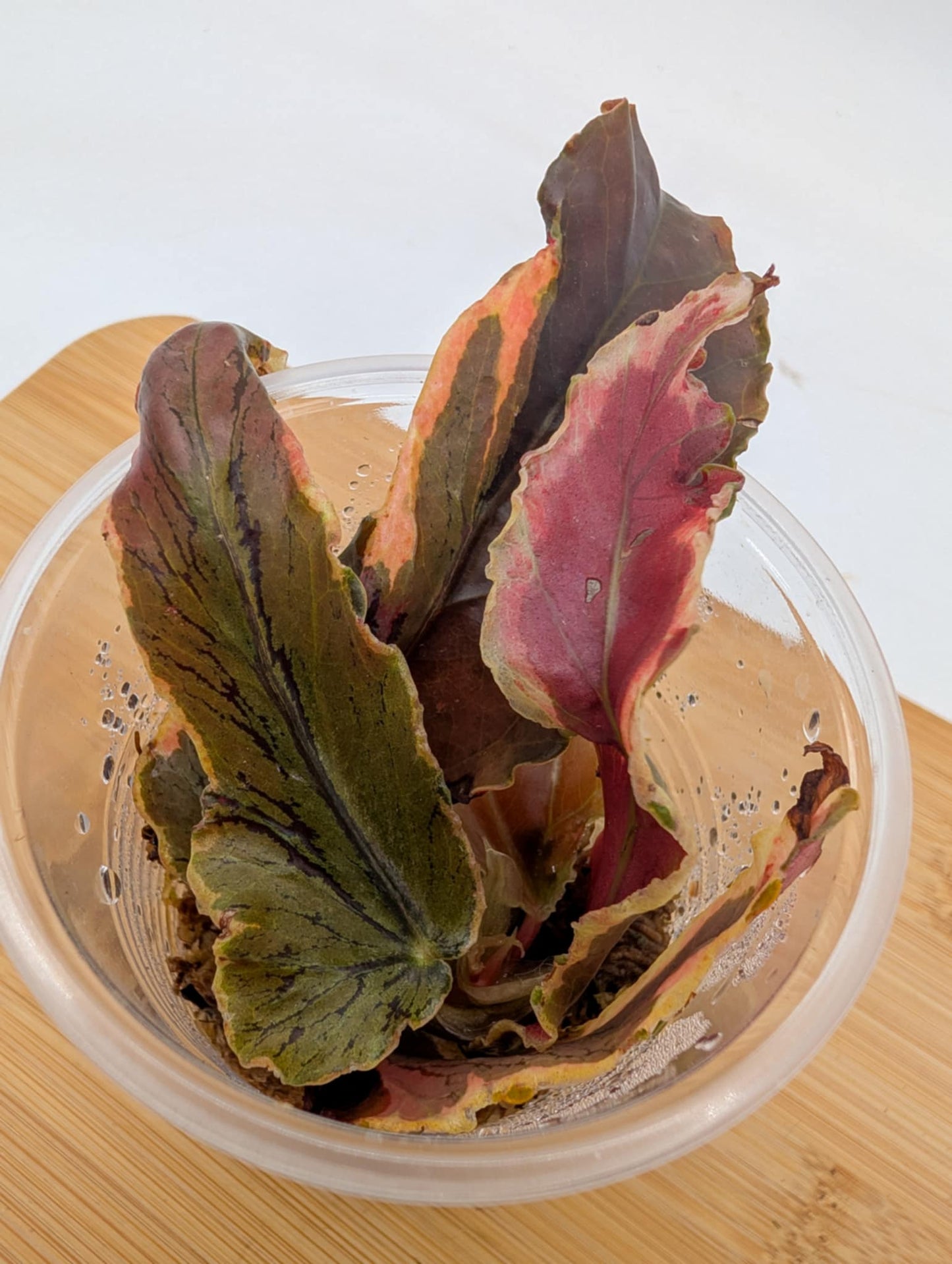 Begonia Dainty Spray Variegated