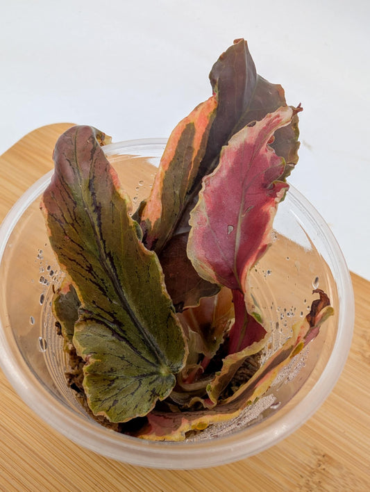 Begonia Dainty Spray Variegated